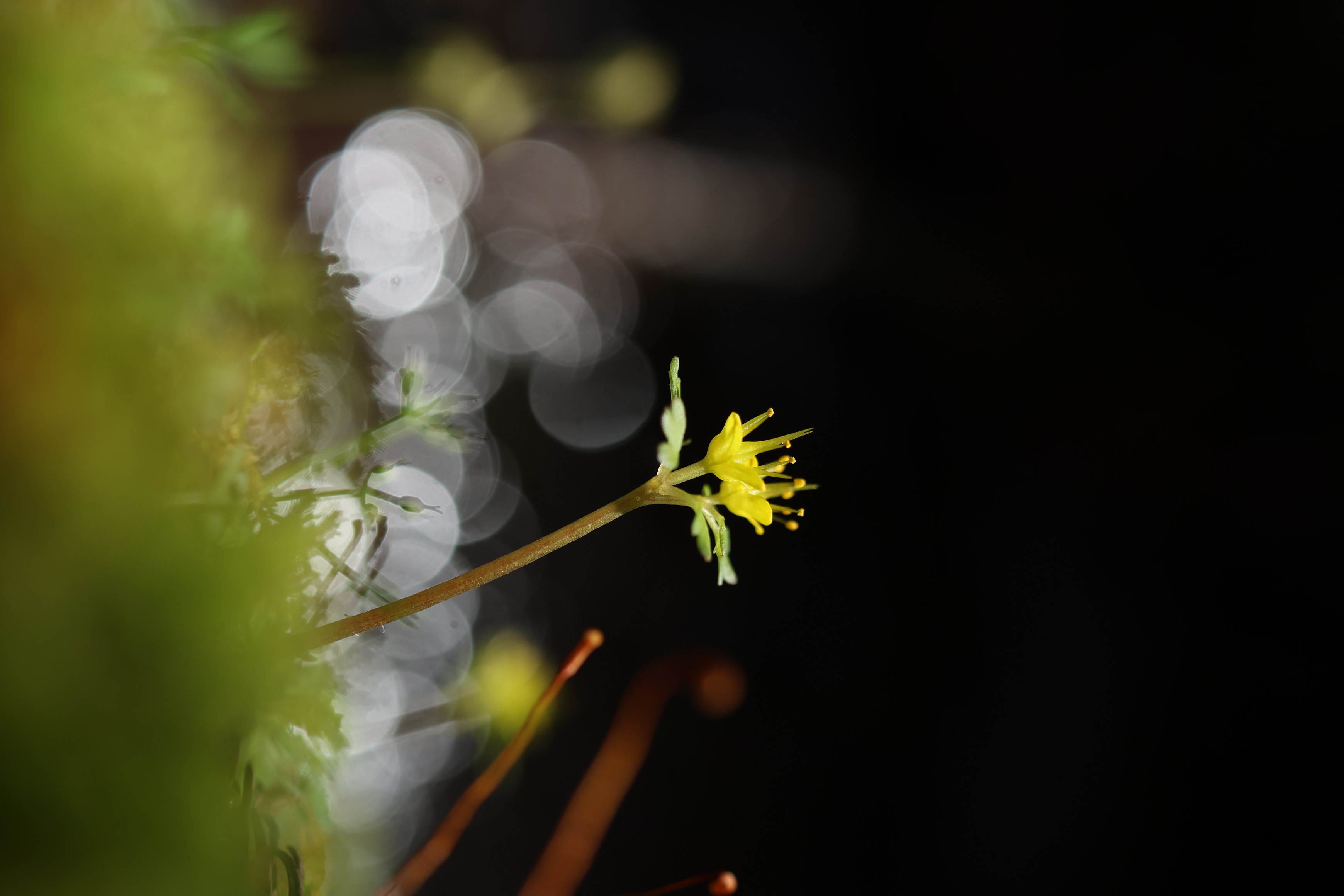 �T���v��