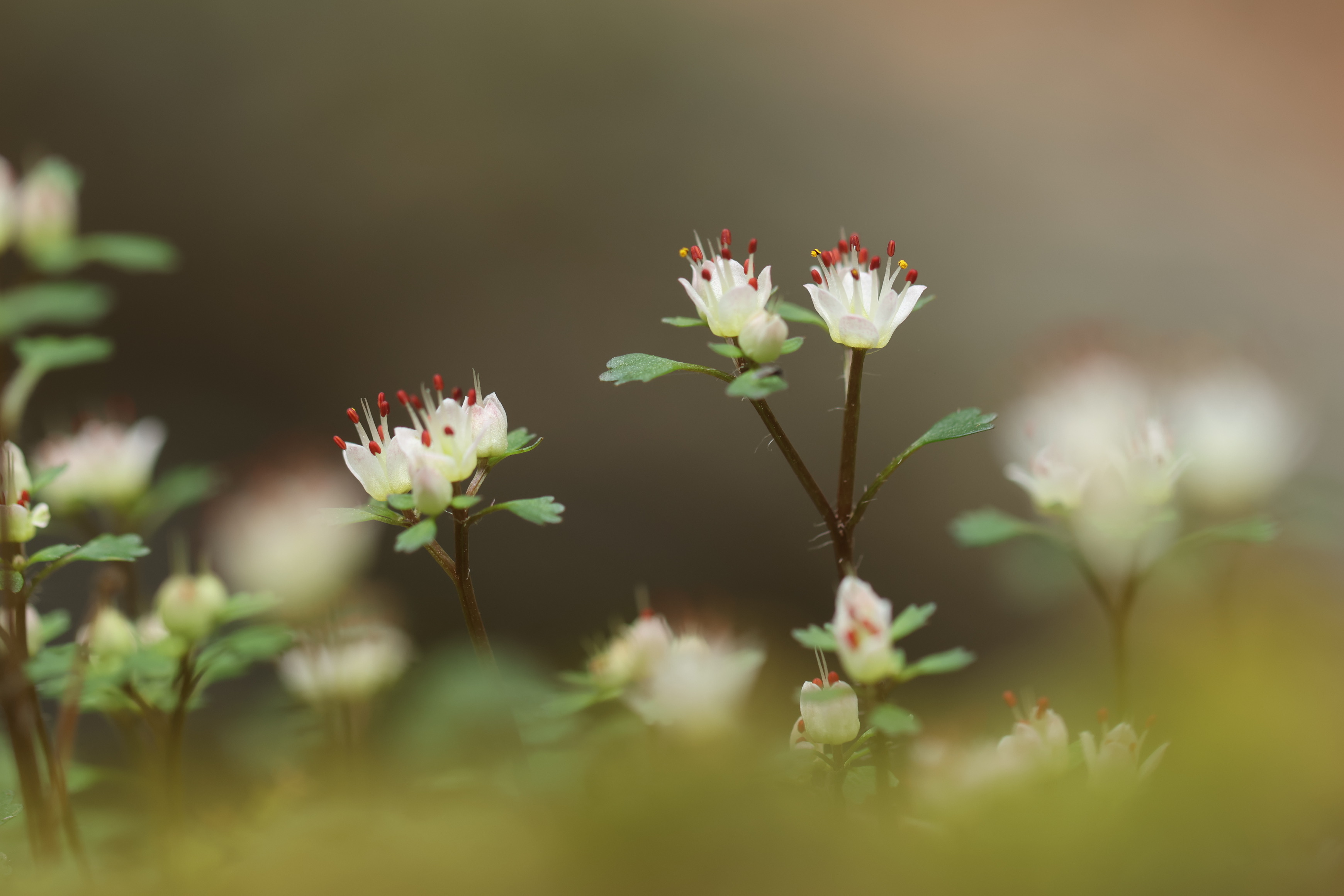 �T���v��